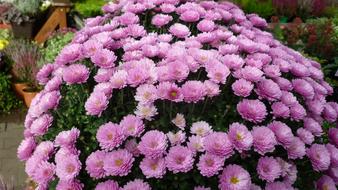 Asters-Tree Flower Dome