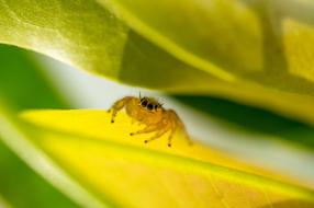 Yellow Spider