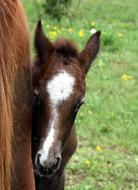 foal equine horse pony green