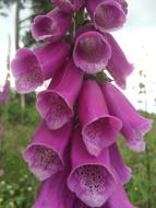 Foxglove Wildflower Irish
