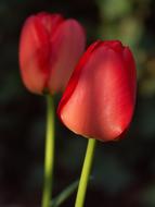 Nature Tulip Plant