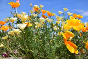 Flower Country Nature Fields