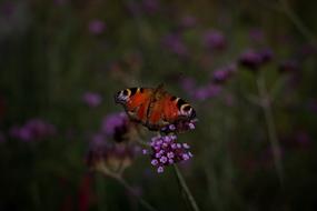 Butterfly Peacock Flower