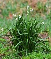 Snowdrop Flower Common