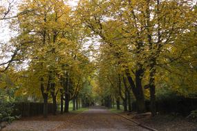 Avenue Trees Autumn Golden