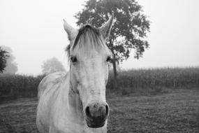 Horse Photo Black White Portrait