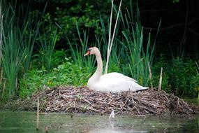 Nature Waters Puddle