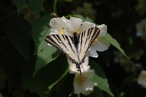 Scarce Swallowtail Butterfly