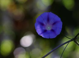 Zorea Violet Flower