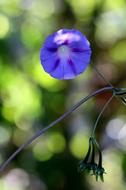 Zorea Violet Flower