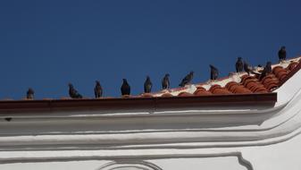 Pigeon Pigeons Roof
