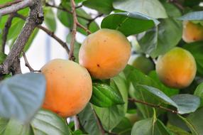 Persimmon Fruit Plant