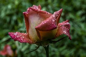 Flower Nature Garden