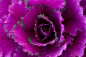 Autumn Cabbage Flower Purple Close
