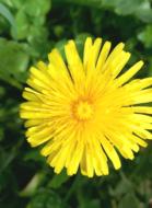 Yellow Flower Dandelion