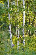 Birches in Summer forest