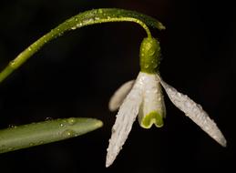 Snowdrop Spring Flower