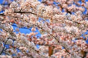 Cherry Blossom Flower Tree