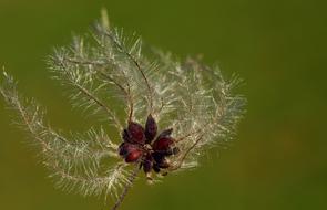 Nature Same Close Up