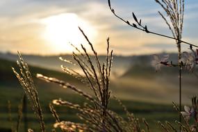 Grasses Nature Landscape