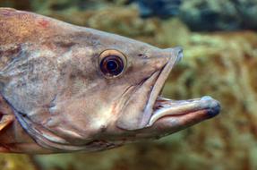 Fish Underwater Water