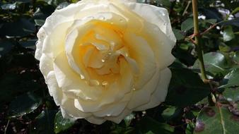 Rose White Bloom