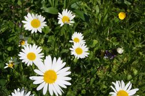 Marguerite Flower