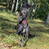 doggy fun field