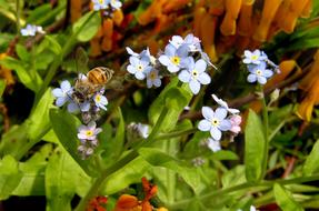 Bee Pollen Flowers