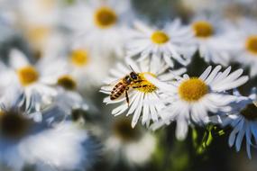 Nature Flower Flora Close