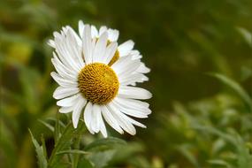 Flower Marguerite Leucanthemum