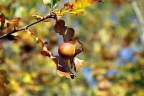 Foliage The Concert Nature