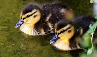 Mallard Chicks Baby