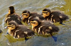 Mallard Chicks Baby