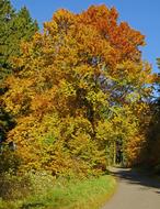 Autumn Beech Mixed Forest