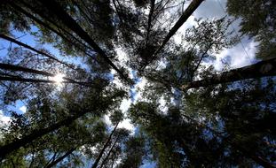 Tree Nature Sky The Beauty Of