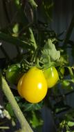 Tomatoes Garden Nature