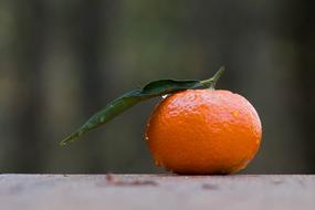 wet lonely tangerine