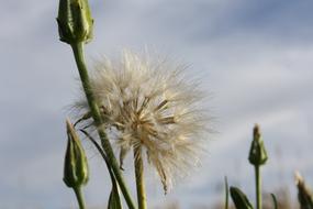 Dandelion Nature Plants Wild