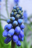 Muscari Nature Plant