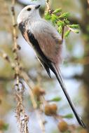 Long Tailed Tit Songbird Nature