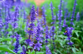 Lavender Natural United In Purple