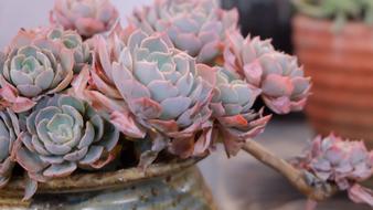 The Fleshy Plant Potted