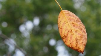Leaf Autumn Fall Foliage Golden