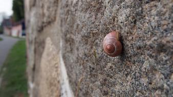 Wall Snail Nature