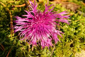 Flower Autumn Nature