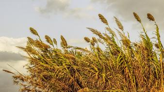 Reeds Sky Clouds