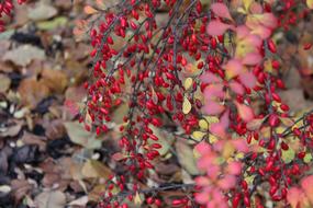 Barberry Bush Autumn Ornamental