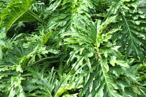 Tropical Leaf Leaves