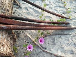 Flowers Iron Rusted